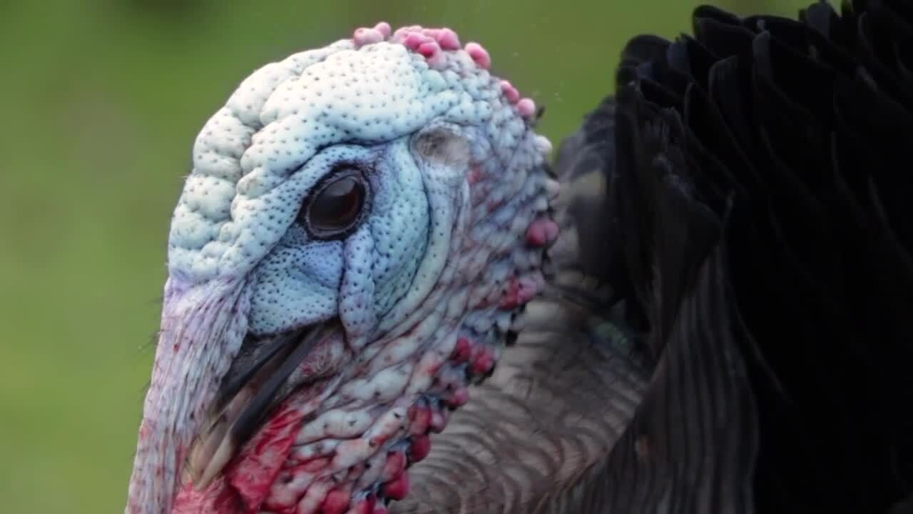 A Wilder View: Interesting turkey facts for Thanksgiving